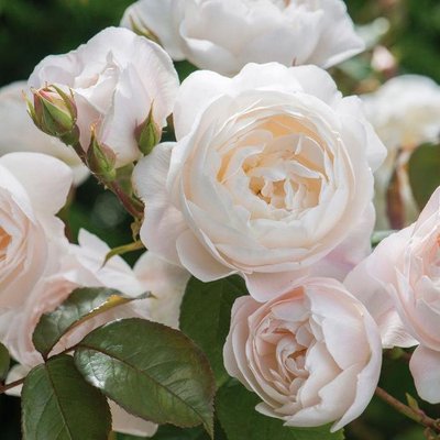 Саджанець англійської троянди Дездемона (Desdemona)(закритий корінь) 1606333390 фото