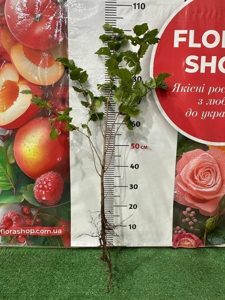 Саджанець фундука "Трапезундський" (середній термін дозрівання) 1606334140 фото