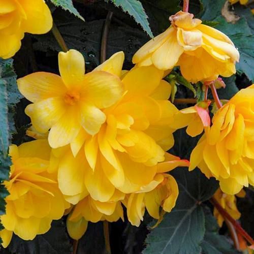 Бегония Cascade Yellow 31130041 фото