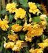 Бегония Cascade Yellow 31130041 фото 1