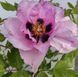 Саженец пиона "Anna Marie"(деревовидная) 000446 фото 2
