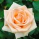 Саджанець троянди чайно-гібридної (садової) Осіана (Osiana)(закритий корінь) 1606333341 фото 1