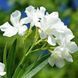 Олеандр &laquo;White Lady&raquo; (белый) 0009120 фото 1