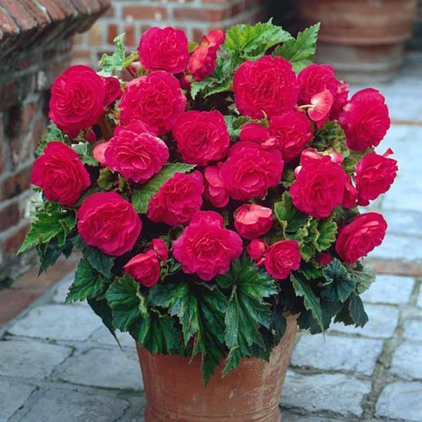 Бегония Double Pink 31130045 фото