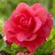 Бегония Double Pink 31130045 фото 1