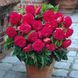 Бегония Double Pink 31130045 фото 2