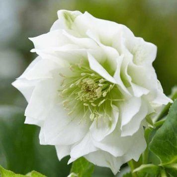 Морозник Білий Махровий (Helleborus Double White) 0005777 фото