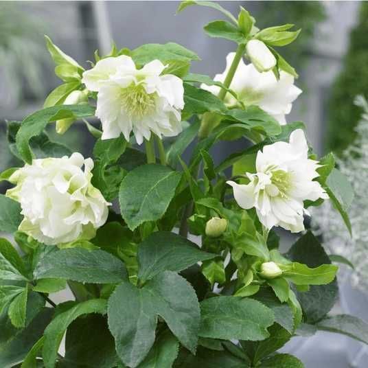 Морозник Білий Махровий (Helleborus Double White) 0005777 фото