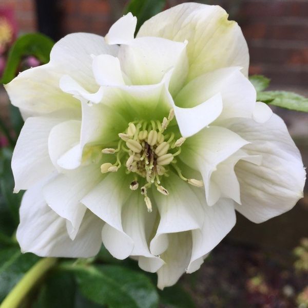 Морозник Білий Махровий (Helleborus Double White) 0005777 фото