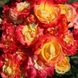 Саджанець плетистої троянди Файєрбьорд (Firebird)(закритий корінь) 1606333493 фото 1