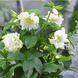 Морозник Білий Махровий (Helleborus Double White) 0005777 фото 3