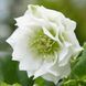 Морозник Білий Махровий (Helleborus Double White) 0005777 фото 1