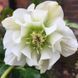 Морозник Білий Махровий (Helleborus Double White) 0005777 фото 2
