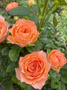 Троянда Априкот Лейс (Apricot Lace) 1000192 фото