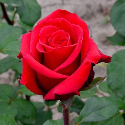Саджанець троянди чайно-гібридної (садової) Ред Берлін (Red Berlin)(закритий корінь) 1606333344 фото