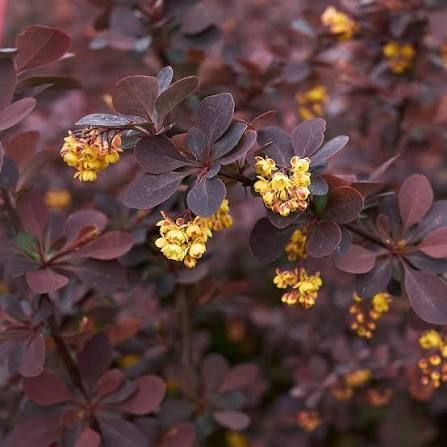 Саджанець барбарису тунберга "Atropurpurea" 1606334750 фото