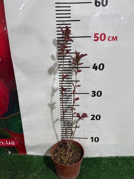 Саженец барбариса Atropurpurea  1606334750 фото