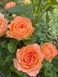Роза Априкот Лейс (Apricot Lace) 1000192 фото 1