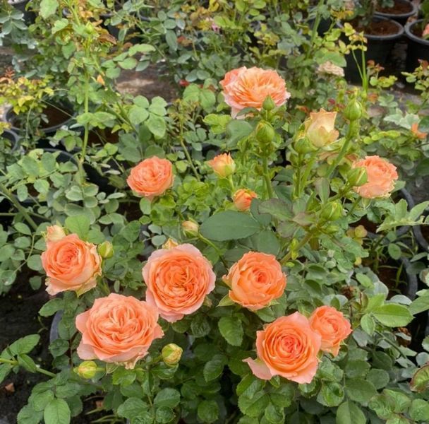Роза Априкот Лейс (Apricot Lace) 1000192 фото