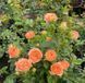 Роза Априкот Лейс (Apricot Lace) 1000192 фото 2