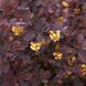 Саджанець барбарису тунберга "Atropurpurea" 1606334750 фото 2