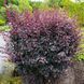 Саженец барбариса Atropurpurea  1606334750 фото 1