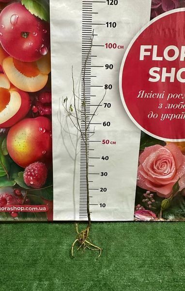 Шовковиця &laquo;Біла Медова&raquo; (1-річна) 880020 фото
