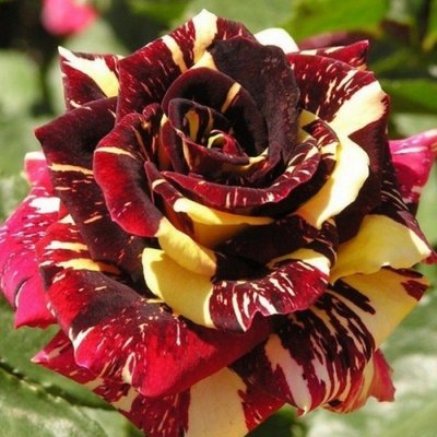Саджанець троянди чайно-гібридної (садової) Абракадабра (закритий корінь) 0000000052 фото