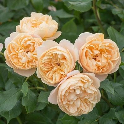 Саджанець троянди чайно-гібридної (садової) Роалд Дал (Roald Dahl)(закритий корінь) 1606333345 фото