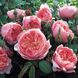 Саджанець англійської троянди Зе Алнвік (The Alnwick)(закритий корінь) 1606333395 фото 1