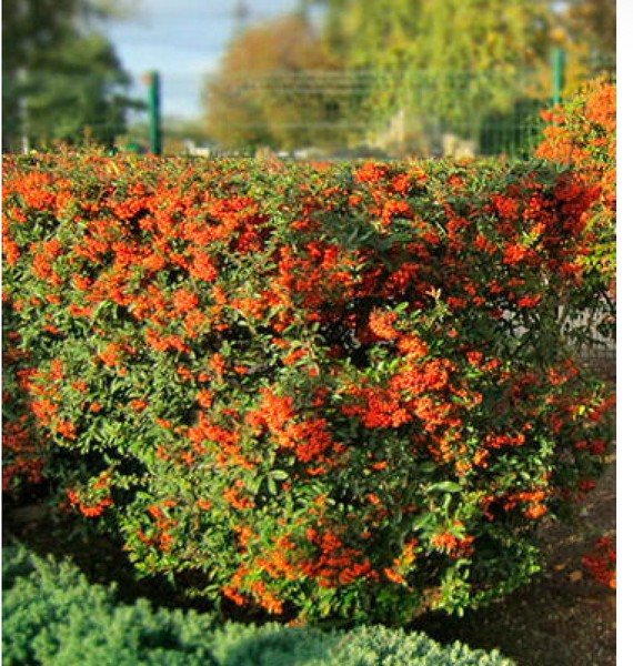 Пираканта &laquo;Orange Glow&raquo; (оранжевая) 0009220 фото