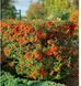 Пираканта &laquo;Orange Glow&raquo; (оранжевая) 0009220 фото 3