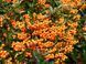 Пираканта &laquo;Orange Glow&raquo; (оранжевая) 0009220 фото 1