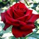 Саджанець троянди чайно-гібридної (садової) Бургунд (Burgund)(закритий корінь) 1606333346 фото 1