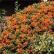 Пираканта &laquo;Orange Glow&raquo; (оранжевая) 0009220 фото 2
