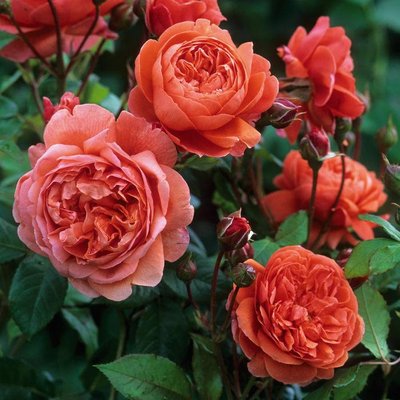 Саджанець троянди чайно-гібридної (садової) Саммер Сонг (Summer Song)(закритий корінь) 1606333347 фото