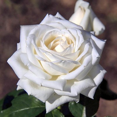 Саджанець троянди чайно-гібридної (садової) Боінг (закритий корінь) 000000040 фото