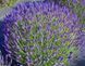Саджанець лаванди Munstead 1606334314 фото 1