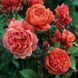 Саджанець троянди чайно-гібридної (садової) Саммер Сонг (Summer Song)(закритий корінь) 1606333347 фото 1
