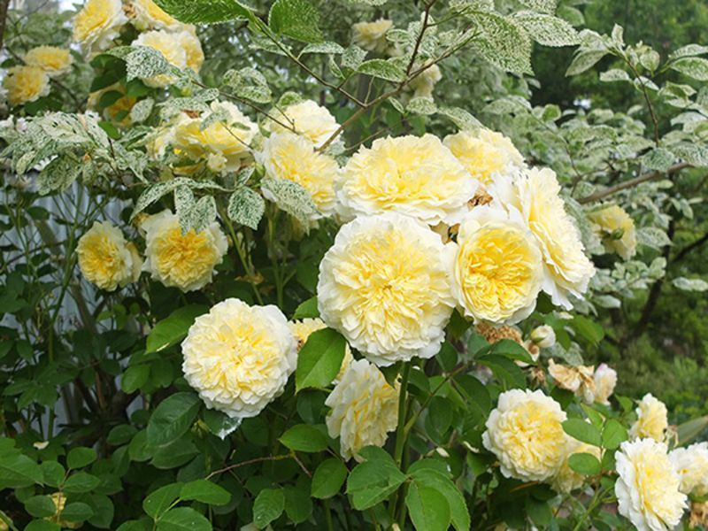 Англійська троянда Зе Пілігрим (The Piligrim) 1606333397 фото