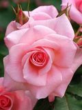 Чайно-гибридная роза Бель роуз (Belle Rose) 1200054 фото
