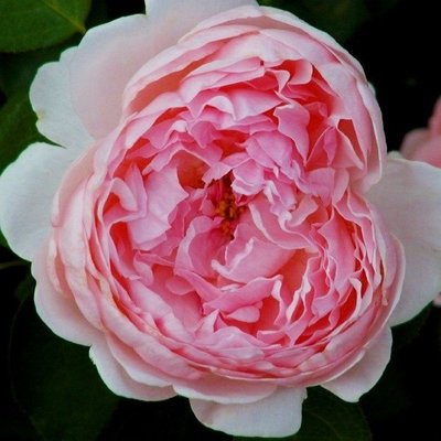 Саджанець троянди чайно-гібридної (садової) Сант Свізан (St. Swithun)(закритий корінь) 1606333348 фото