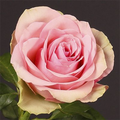 Саджанець троянди чайно-гібридної (садової) Бель роуз (закритий корінь) 0000000041 фото