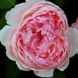 Саджанець троянди чайно-гібридної (садової) Сант Свізан (St. Swithun)(закритий корінь) 1606333348 фото 1