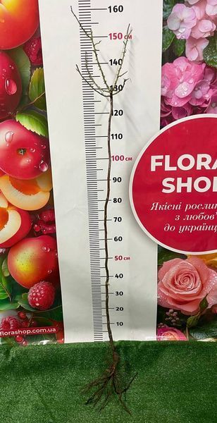 Роза штамбовая "Эдем" (Светло-розовая с белым) 00000000098 фото