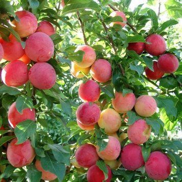 Алича "Персикова" 00026 фото