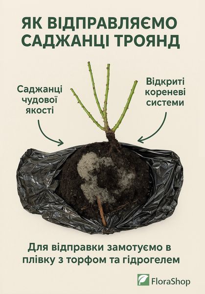 Троянда спрей &laquo;Вікторія&raquo; (Victoria) 077002 фото