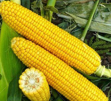 Кукуруза сахарная ЗОЛОТОЕ НАЧАЛО 20 г Seedera 700039 фото