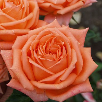 Саджанець троянди чайно-гібридної (садової) Ельдорадо (закритий корінь) 0000000043 фото