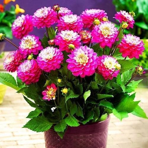 Жоржина Melody Pink Allegro 32110036 фото